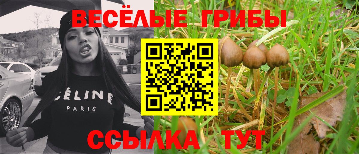 Галлюциногенные грибы Psilocybine cubensis Городец